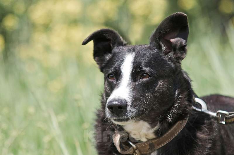 Собаки в Москве: Небольшой ласковый пёсик Джек в добрые руки Мальчик, Бесплатно - фото 5