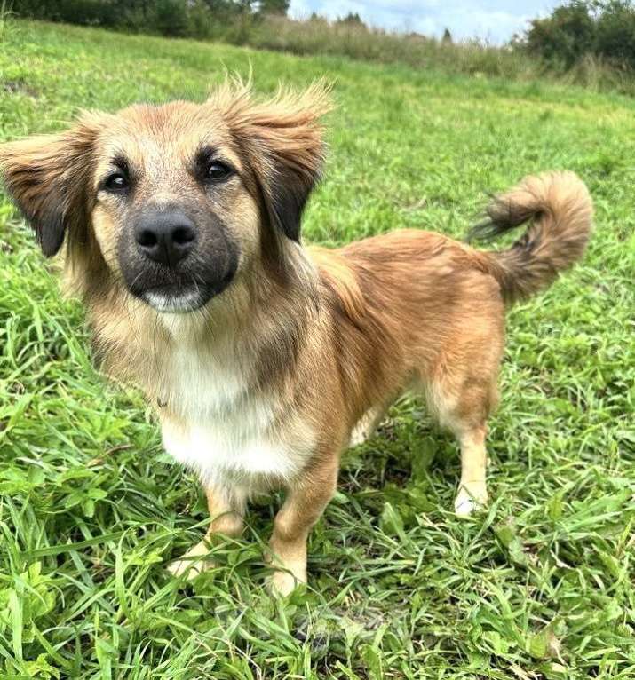 Собаки в Химках: Молли в поисках дома Девочка, Бесплатно - фото 3