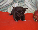 Собаки в Москве: Шоколадная девочка- чихуа Девочка, 35 000 руб. - фото 3