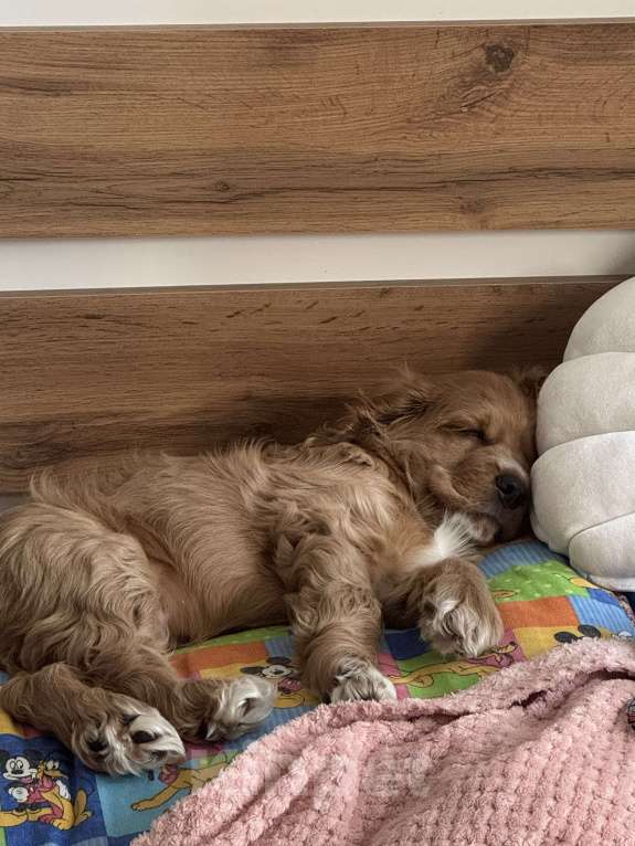 Собаки в Подольске: Продаю очаровательного малыша Мальчик, 20 000 руб. - фото 3