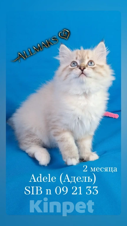 Кошки в Кохме: Невская маскарадная девочка Девочка, 45 000 руб. - фото 1