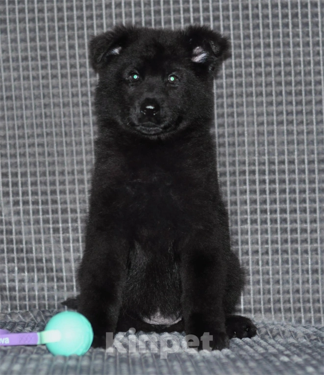 Собаки в Воронеже: Девочка немецкой овчарки длинношерстной Девочка, 65 000 руб. - фото 2