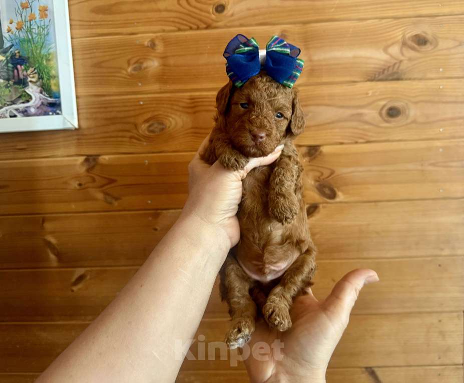 Собаки в Москве: Той пудель Мелкая миниатюра Разнополые, 60 000 руб. - фото 5