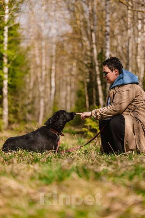 Собаки в Москве: Ненецкая оленегонная лайка Эльза в добрые руки Девочка, Бесплатно - фото 4