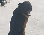 Собаки в Истре: Найдена собака Девочка, 1 руб. - фото 3