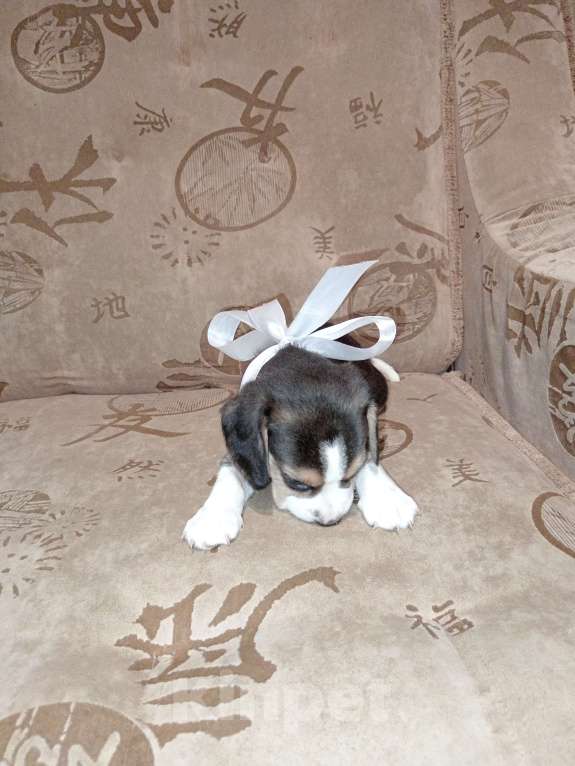 Собаки в Барнауле: Щенок бигля Мальчик, 40 000 руб. - фото 3