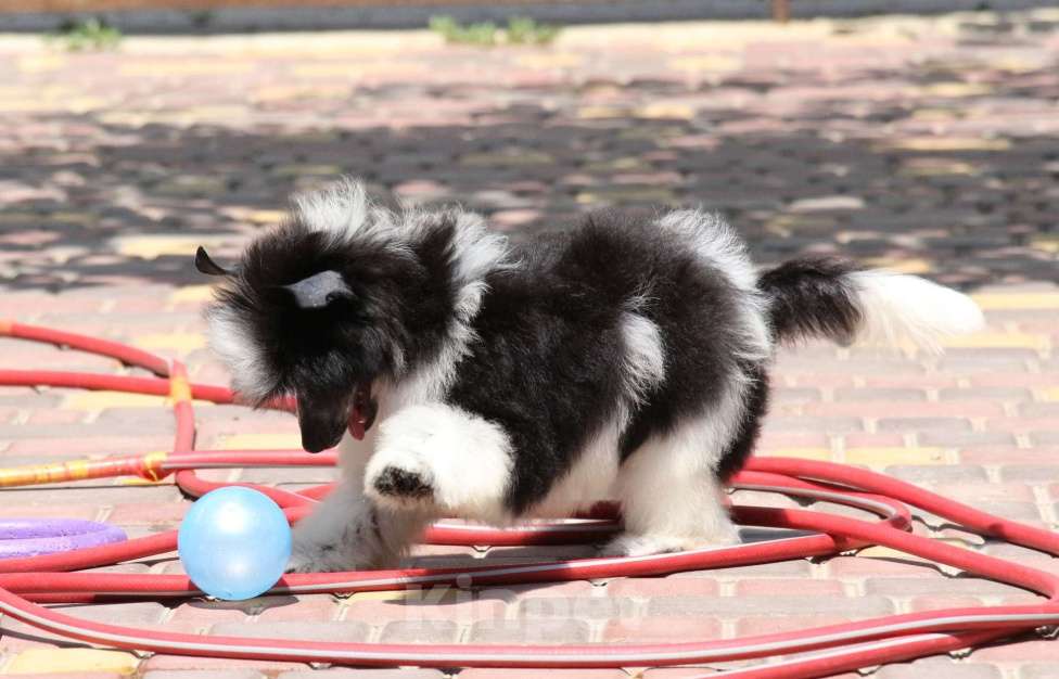 Собаки в Феодосии: Пуховый мальчик китайской хохлатой собачки Мальчик, Бесплатно - фото 5