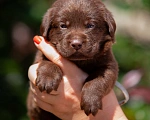 Собаки в Челябинске: Шоколадный малыш, серый ошейник лабрадор-ретривер 1 месяц  Мальчик, 40 000 руб. - фото 1