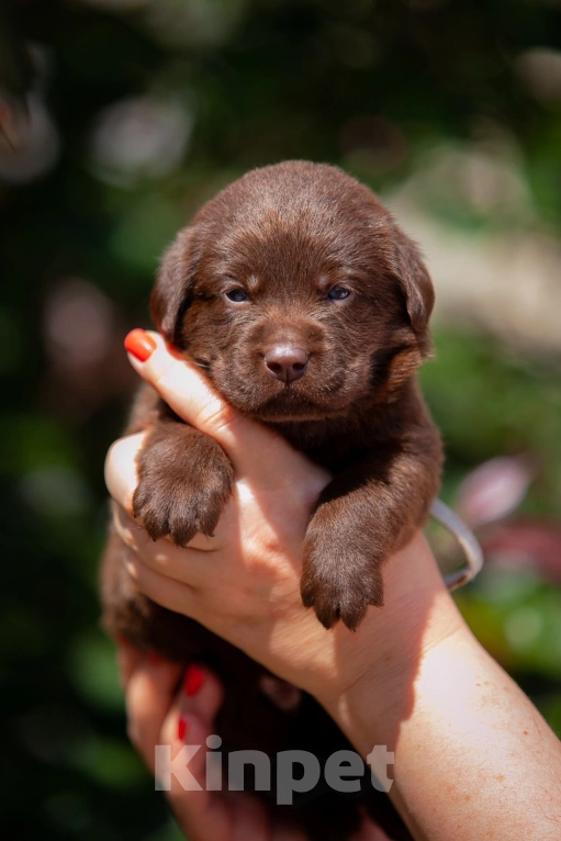 Собаки в Челябинске: Шоколадный малыш, серый ошейник лабрадор-ретривер 1 месяц  Мальчик, 40 000 руб. - фото 1