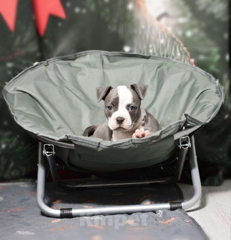 Собаки в Москве: Шикарная девочка амстаффа Девочка, 100 000 руб. - фото 3