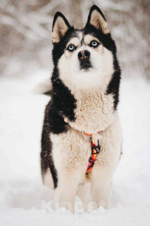 Собаки в Москве: Мива ищет дом Девочка, Бесплатно - фото 5