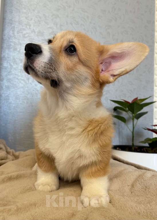 Собаки в Зеленоградске: Щенки корги в продаже Мальчик, Бесплатно - фото 2