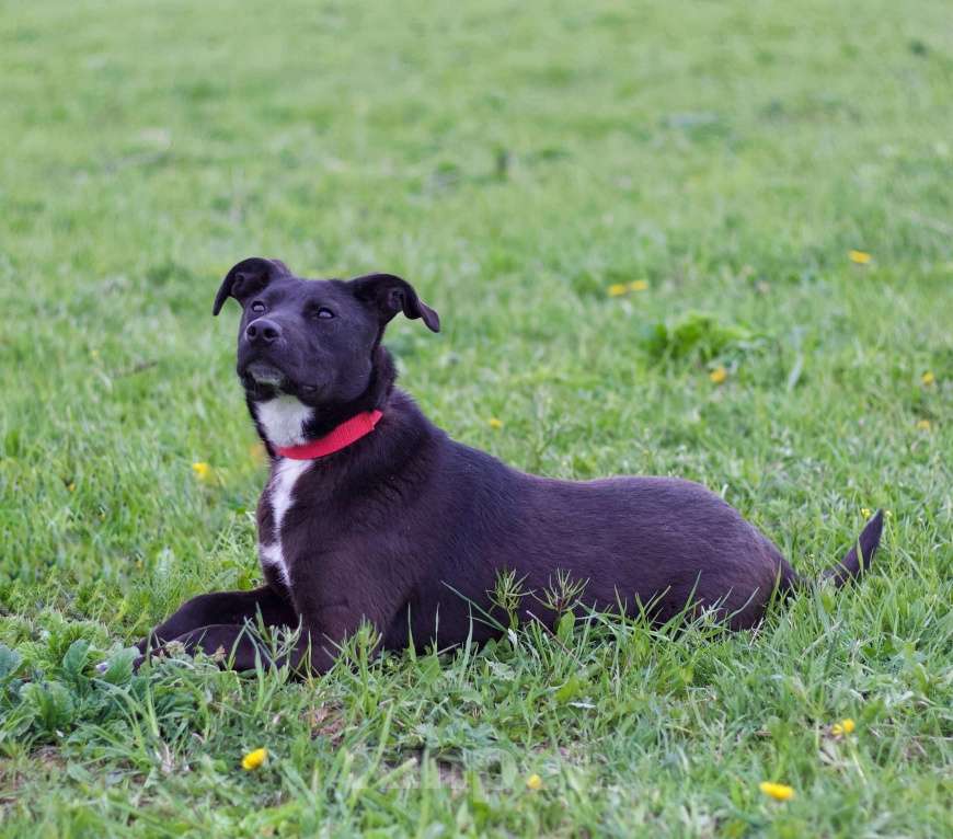 Собаки в других городах Московской области: Активная девочка Тесси ищет дом Девочка, Бесплатно - фото 4