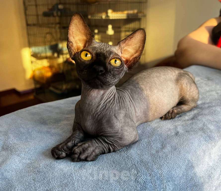 Кошки в Щелково: Котенок бамбино (сфинкс) Мальчик, 50 000 руб. - фото 2
