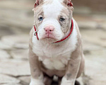 Собаки в других городах Московской области: Американский булли Мерле  Девочка, 150 000 руб. - фото 2