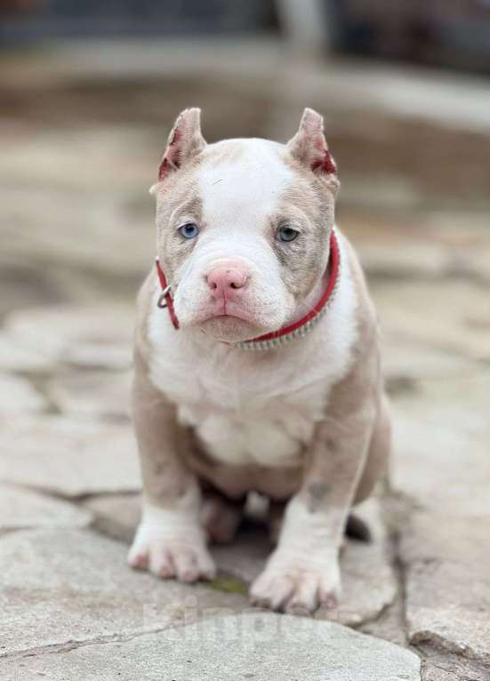 Собаки в других городах Московской области: Американский булли Мерле  Девочка, 150 000 руб. - фото 2