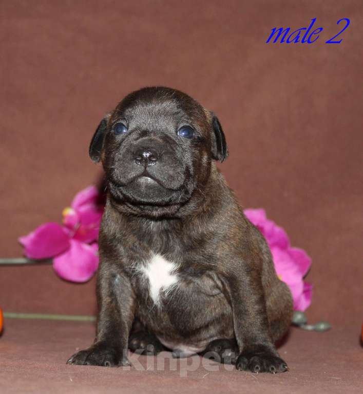 Собаки в Москве: Щенки стаффордширского бультерьера Мальчик, 50 000 руб. - фото 1