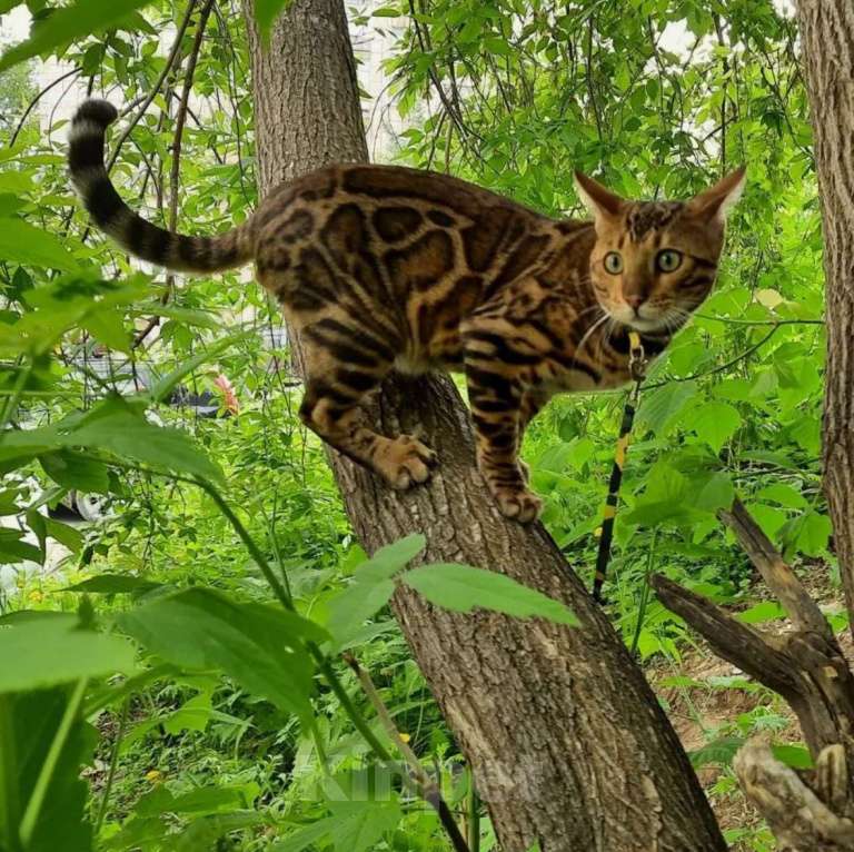 Кошки в Екатеринбурге: Бенгальские чистокровные котята с документами Мальчик, 10 000 руб. - фото 9