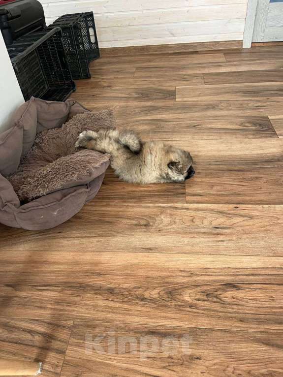 Собаки в Химках: Девочки  активные, игривые, шкодницы Девочка, 35 000 руб. - фото 10