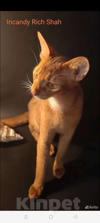 Кошки в Москве: Абиссинский красавчик соррель Мальчик, 125 000 руб. - фото 2