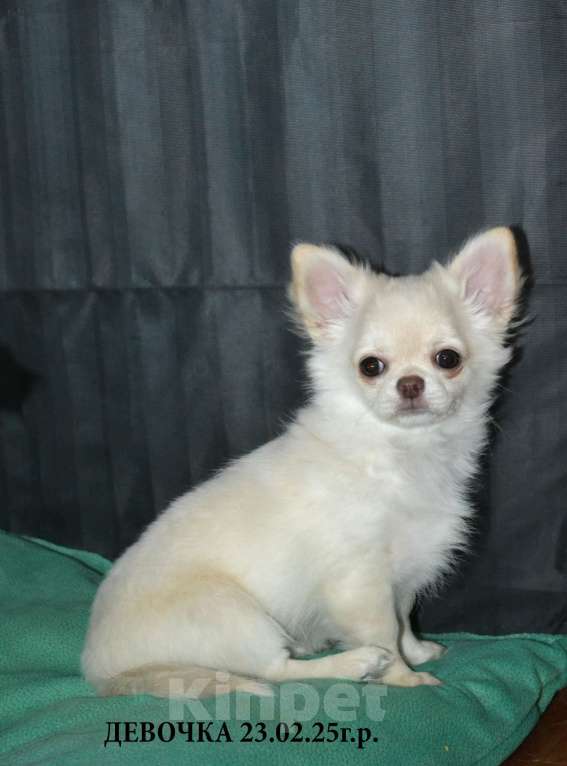 Собаки в Санкт-Петербурге: чихуахуа девочки Девочка, 50 000 руб. - фото 3