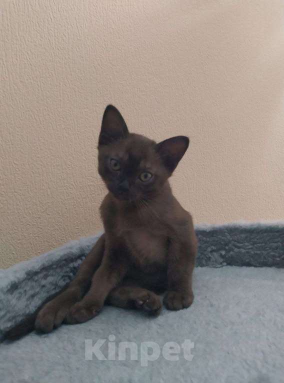 Кошки в Костроме: Котята европейской бурмы Мальчик, 30 000 руб. - фото 4