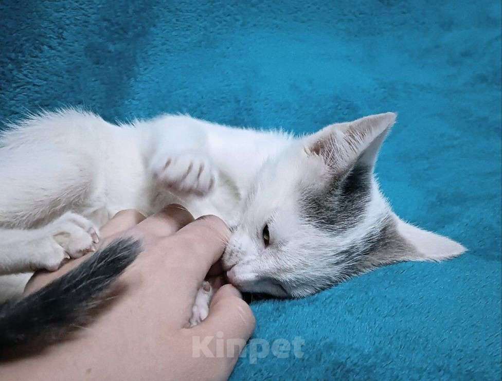 Кошки в Москве: Котята в добрые руки Мальчик, Бесплатно - фото 5