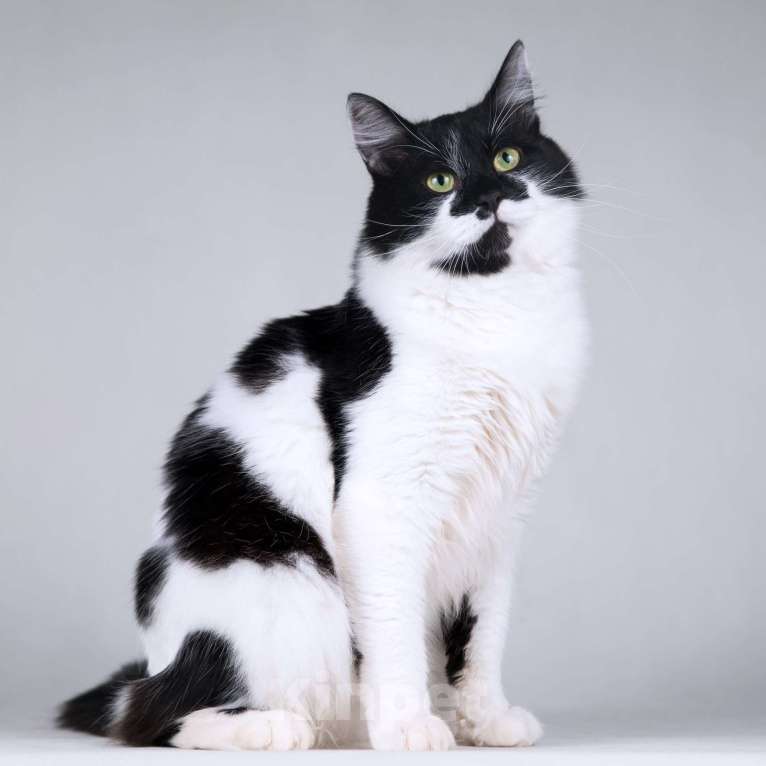 Кошки в Москве: Большой добрый кот по имени Мальчик Мальчик, 1 руб. - фото 8