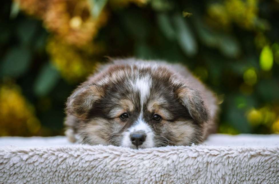 Собаки в Новосибирске: Вельш Корги Пемброк Джеймс Пи Салливан (Флаффи) Мальчик, 55 000 руб. - фото 8