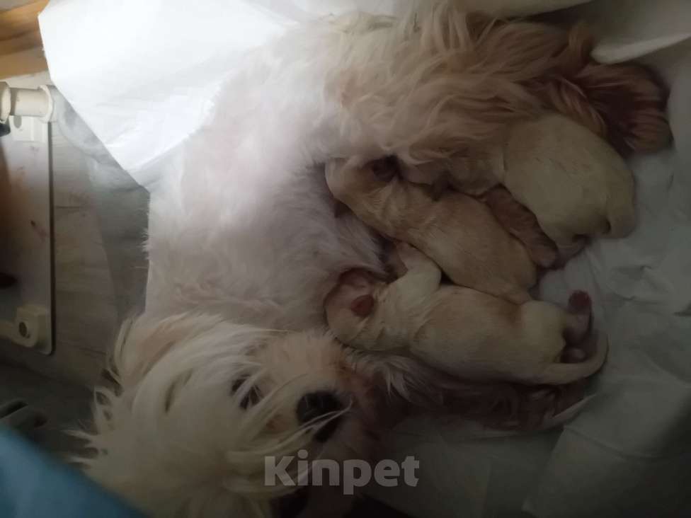 Собаки в Горном-Алтайске: Щенки мальтипу Мальчик, 60 000 руб. - фото 1