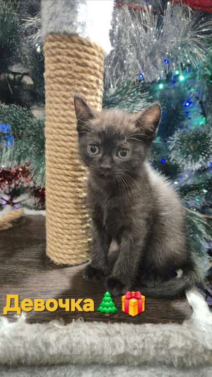 Кошки в Краснодаре: Шотландская ПРЯМОУХАЯ короткошерстная  Девочка, 7 000 руб. - фото 1