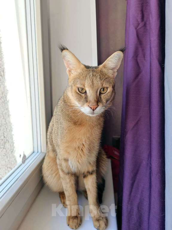 Кошки в Тюмени: Кошка Чаузи Девочка, 75 000 руб. - фото 3