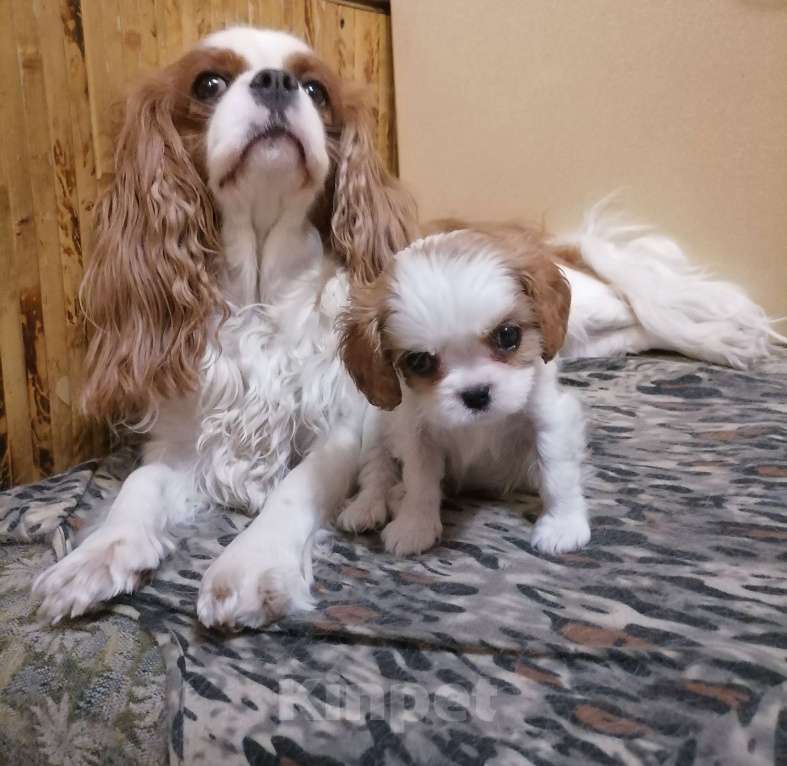 Собаки в Москве: Кавалер Кинг Чарльз спаниель Мини Мальчик  Мальчик, 120 000 руб. - фото 3