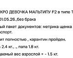 Собаки в Александрове: Мальтипу щенок Девочка, 65 000 руб. - фото 3