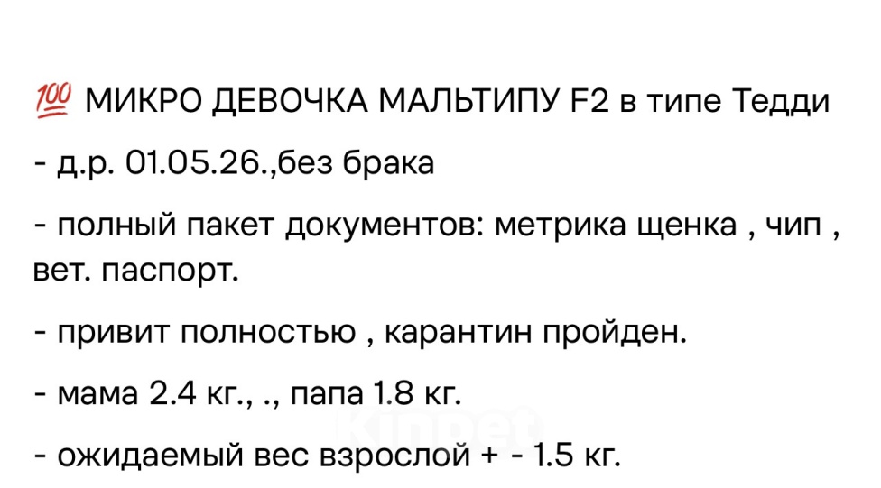 Собаки в Александрове: Мальтипу щенок Девочка, 65 000 руб. - фото 3