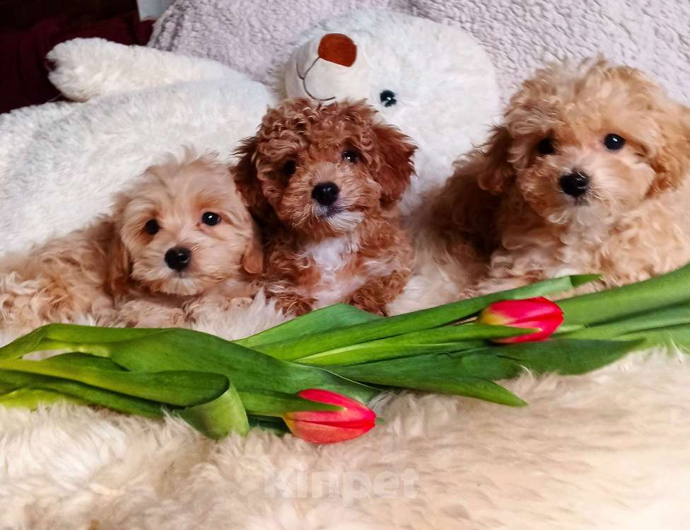 Собаки в Москве: Мальтипу мальчик Спрингл Мальчик, 100 000 руб. - фото 3