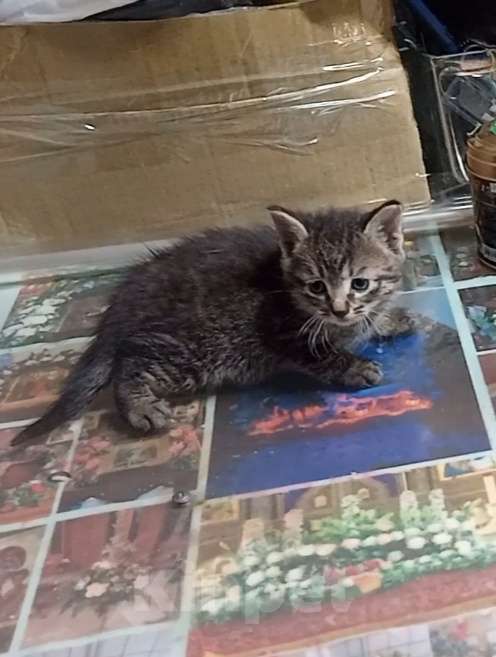 Кошки в Санкт-Петербурге: Монастырские котята Девочка, Бесплатно - фото 4