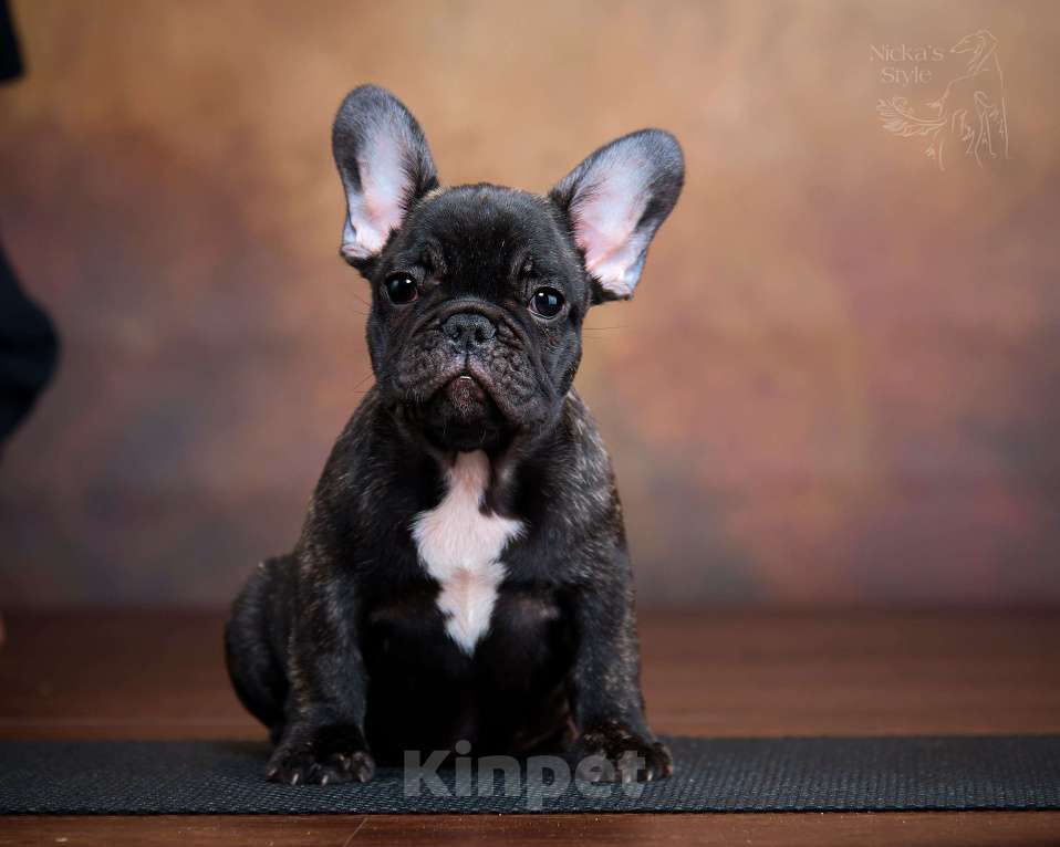 Собаки в Ростове-на-Дону: Готовы к переезду щенки французкого бульдога. Мальчик, 50 000 руб. - фото 9