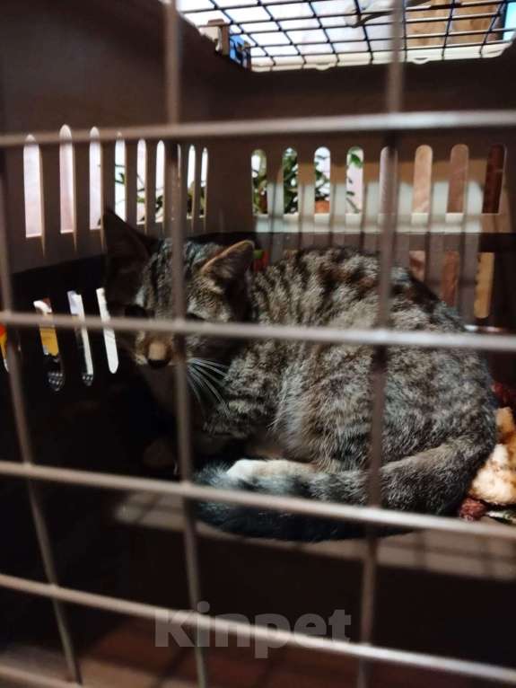 Кошки в Санкт-Петербурге: Снежана Девочка, Бесплатно - фото 1