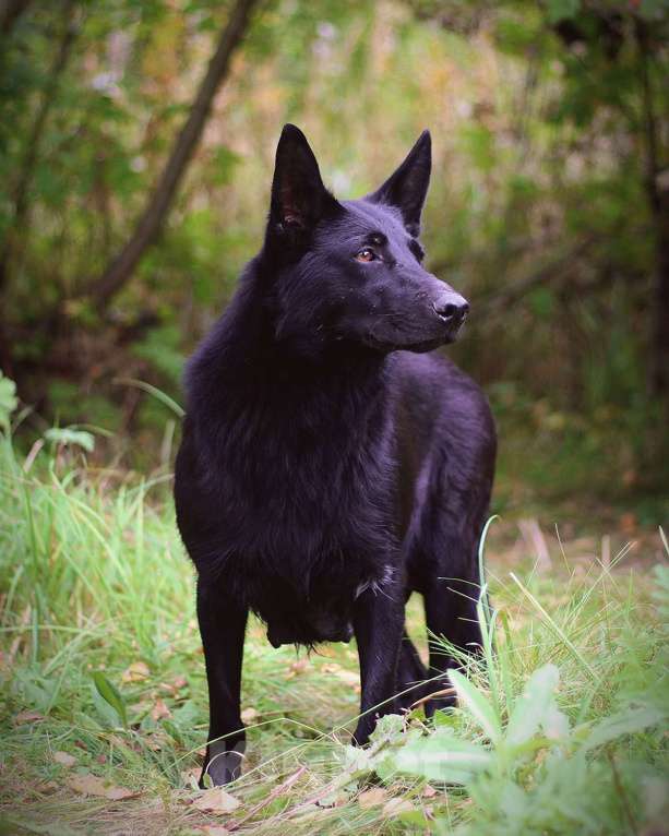 Собаки в Москве: Щенки - девочки ищут дом! Девочка, Бесплатно - фото 2