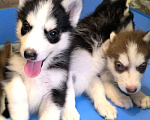 Собаки в Высоковске: Продаются щенки Хаски . Родились 19 сентября. Кушают самостоятельно Мальчик, 15 000 руб. - фото 2
