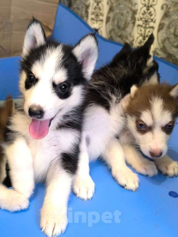 Собаки в Высоковске: Продаются щенки Хаски . Родились 19 сентября. Кушают самостоятельно Мальчик, 15 000 руб. - фото 2