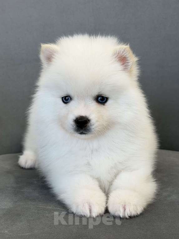 Собаки в Санкт-Петербурге: Девочка помски Девочка, 50 000 руб. - фото 2