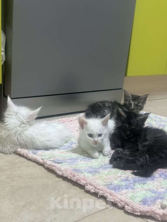 Кошки в Пушкино: Котята Мейн Кун  Девочка, 35 000 руб. - фото 1