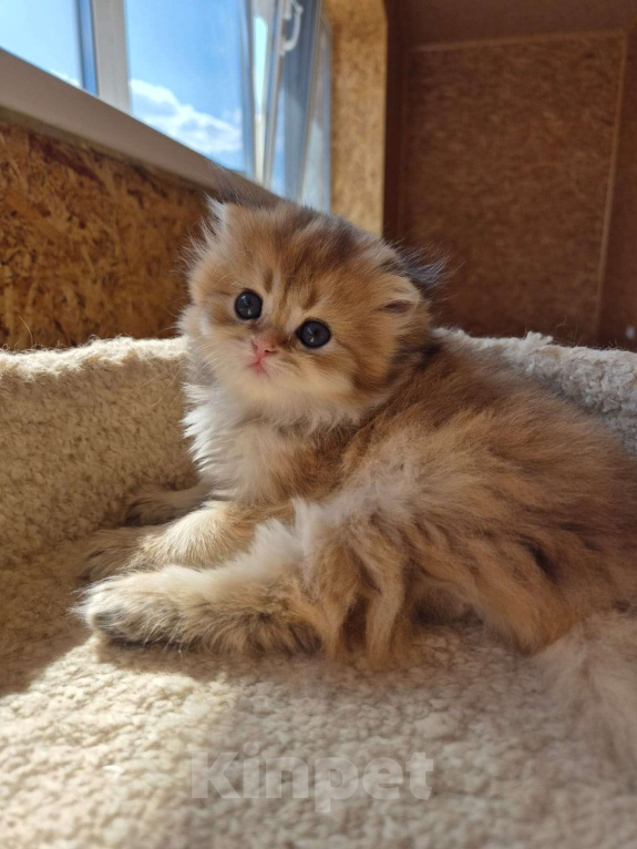 Кошки в Долгопрудном: Девочка Девочка, 100 000 руб. - фото 4