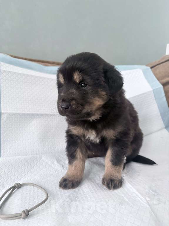 Собаки в других городах Московской области: Щенок банхара Девочка, 60 000 руб. - фото 1