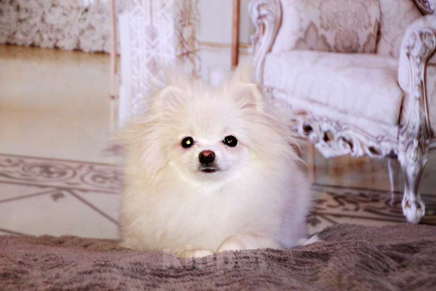 Собаки в Москве: девочка померанского шпица Девочка, 90 000 руб. - фото 4