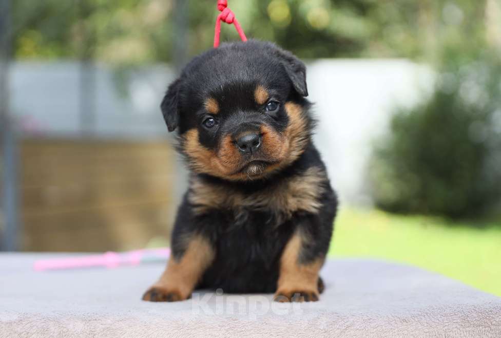 Собаки в Рязани: Щенки ротвейлера  Мальчик, 50 000 руб. - фото 2