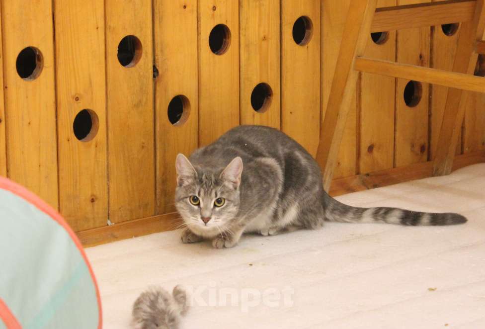 Кошки в Москве: Скромница Зита Девочка, Бесплатно - фото 2