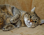 Кошки в Калуге: Киска Ириска. Полосатая плюшечка в добрые руки. Девочка, Бесплатно - фото 4